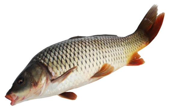 如何分辨野生鱼和养殖鱼？这篇文章告诉你答案！