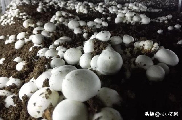 你家的牛粪别扔了，牛粪和稻草就能种出高产蘑菇来，你学会了吗？