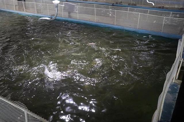 国内首例室内循环水工厂化养殖加拿大太平洋银鲑鱼