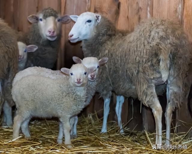 让母羊一年两窝，到底有什么诀窍？