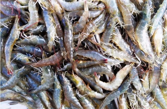 基围虾是如何养殖的？高密度养殖还洒药，这样的海鲜能放心吃吗？