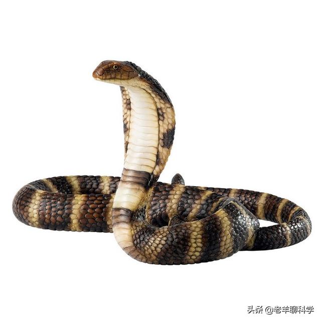 杭州一菜花蛇藏居民床垫下，蛇为何会进家？家蛇到底能不能打？