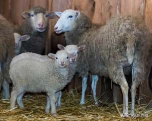 小尾寒羊养殖(让母羊一年两窝，到底有什么诀窍？)