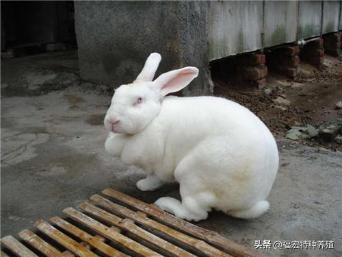 獭兔养殖没有坑！购买皮毛兼用型獭兔与新西兰兔种兔价格别图便宜