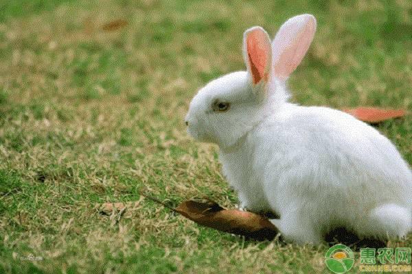兔子价格多少钱一斤？兔子养殖前景怎么样？