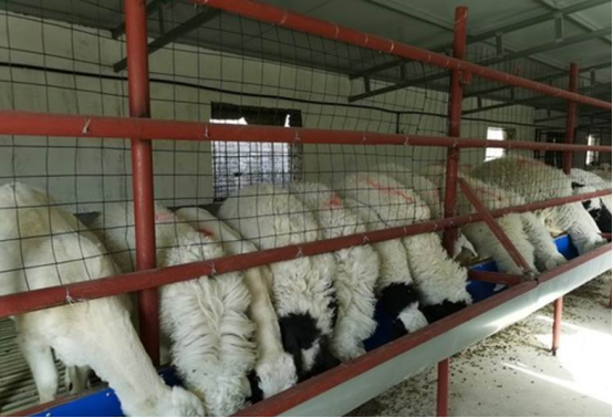 宝鸡扶风：羊养殖让村集体经济“扬”起来
