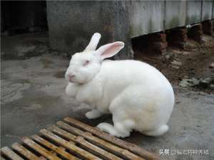 哈尔滨獭兔养殖(獭兔养殖没有坑购买皮毛兼用型獭兔与新西兰兔种兔价格别图便宜)