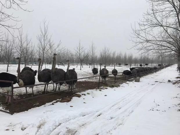 中国高寒地区（东北）鸵鸟养殖技术浅谈