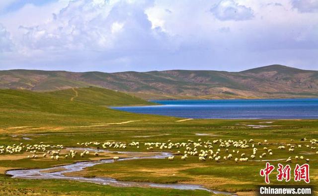黄河源头“玛多藏羊”、牦牛养殖获国家有机转换认证