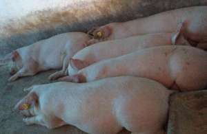 科学种猪母猪养殖技术(种猪饲养篇：猪场生产性能高效化的举措)