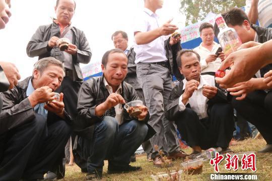 广西柳州山村养殖6000亩螺蛳丰收 上千民众“吸螺”庆祝