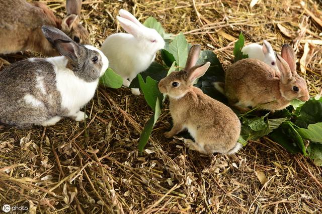 这份关于养殖兔子的常见误区和注意事项，看完就可以避开了