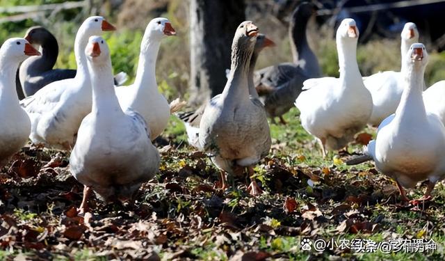 养殖小百科：家庭鸡鸭养殖的基本技巧