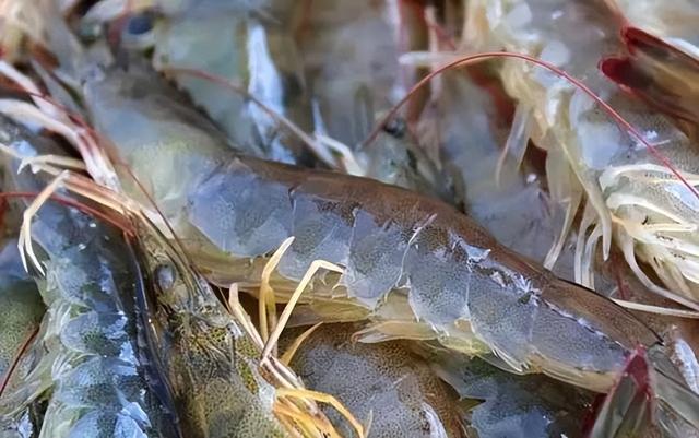 基围虾的生活习性，以及人工养殖需注意的问题