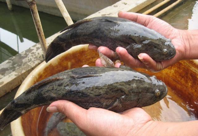 悲催的笋壳鱼：花了40年入侵中国，还没来得及泛滥便要靠人工养殖