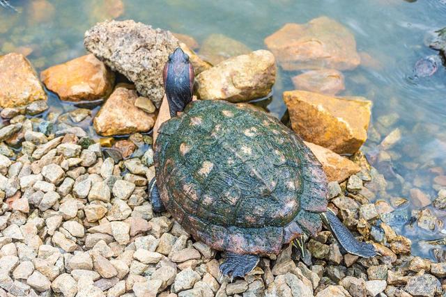 斑点池龟怎么养？