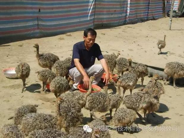 中国高寒地区（东北）鸵鸟养殖技术浅谈