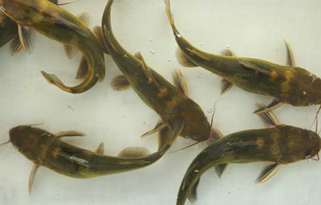 黄颡鱼人工养殖方法