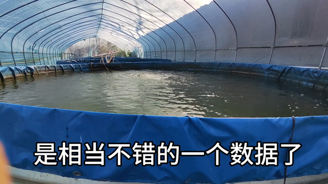 帆布桶养殖罗氏沼虾，技术上是可行的#水产养殖