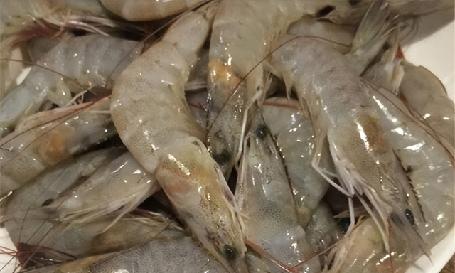 基围虾的生活习性，以及人工养殖需注意的问题