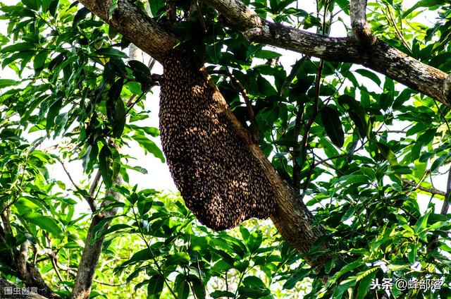 新收蜂群怎样饲养？有脾和无脾饲养方式大不相同，无脾养殖更困难