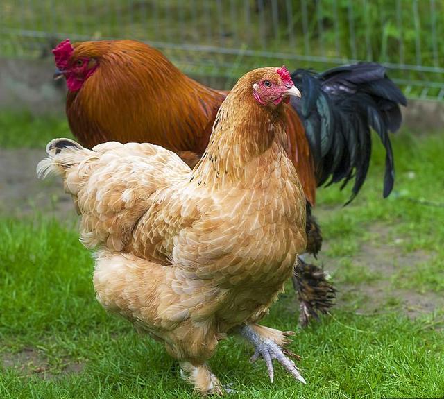养鸡技术｜林地饲养鸡前的4项准备工作