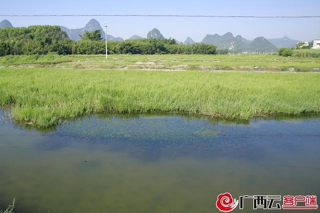 补贴政策好！柳州市柳城县新增多个螺蛳养殖基地