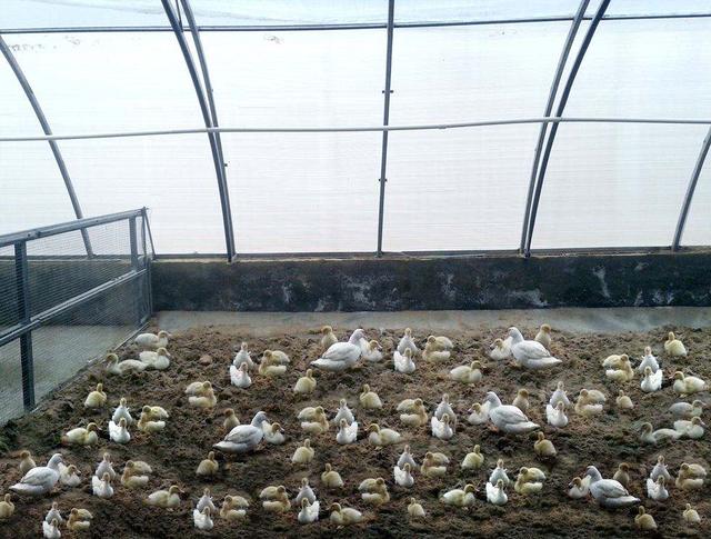 大棚养蛋鸭热潮下，掌握这些养殖技术能提高经济效益