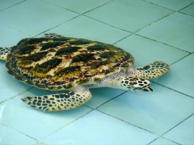 斑点池龟怎么养？