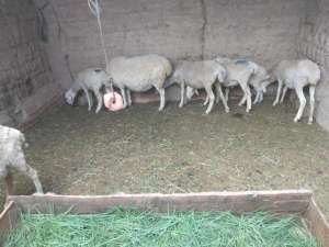 羊养殖基地的照片(在农村，这4种常见羊舍，能给肉羊提供遮风挡雨的“家”)