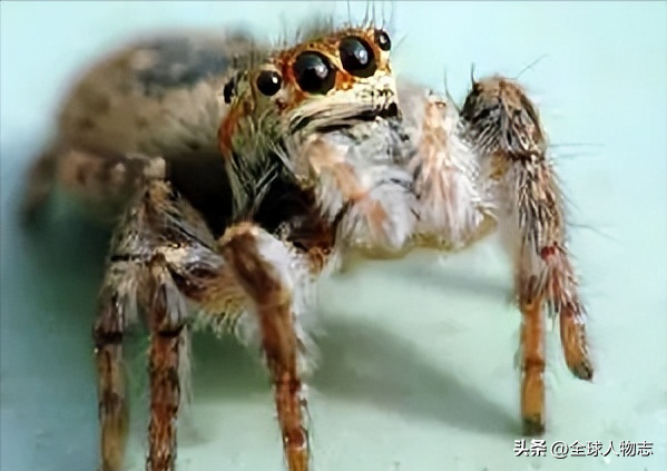 不会织网的蜘蛛——跳蛛，它是如何捕食的？又是如何生存下来的？