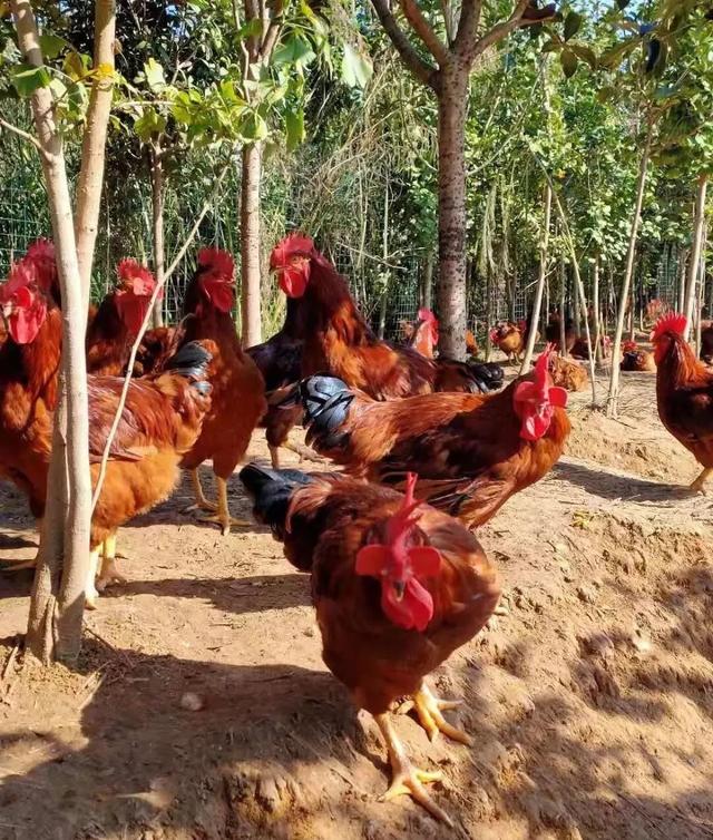 “无抗养殖”越来越火，一文系统了解如何养殖“无抗鸡”