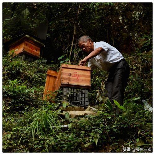 山区老人养50群蜜蜂，今年产蜂蜜3000多斤收入30多万，真是土豪
