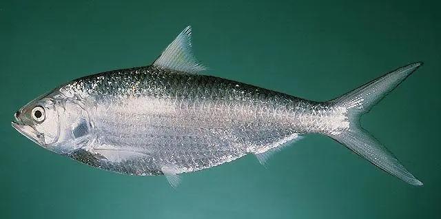 美国鲥鱼生物学特性，及其人工养殖技术