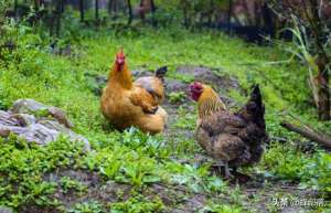 放山鸡养殖(把家鸡放到荒野能否变成野鸡？农村“包山头”养殖已经证实)