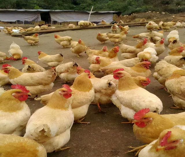 养殖干货：三黄鸡的养殖技术管理