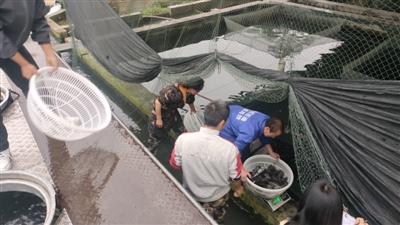 彭州：200万尾鲟鱼宝宝搬新家  四川鱼子酱，“游”向全国第一