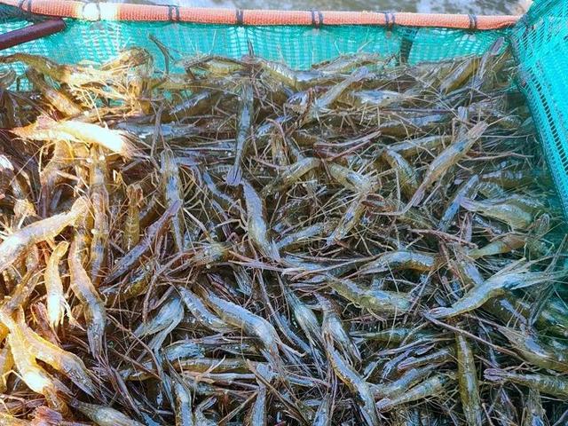 青虾养殖新模式：“环沟直放抱卵虾”，节水省力效益增