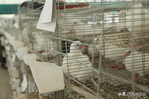 养殖一对鸽子的年收益及成本分析