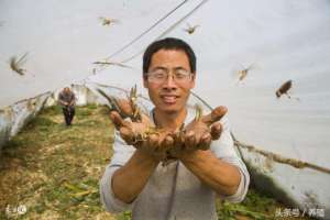 蝗虫养殖图片(蝗虫养殖越冬四要点，联合国鼓励吃虫子，多吃益处大)