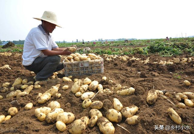 一亩成本只要几块钱，学会用玉米芯种植马铃薯，薯块个大、产量高