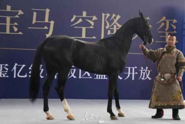 陈志峰与他的“汗血宝马”传奇：守护传奇马种，引领全球马术运动