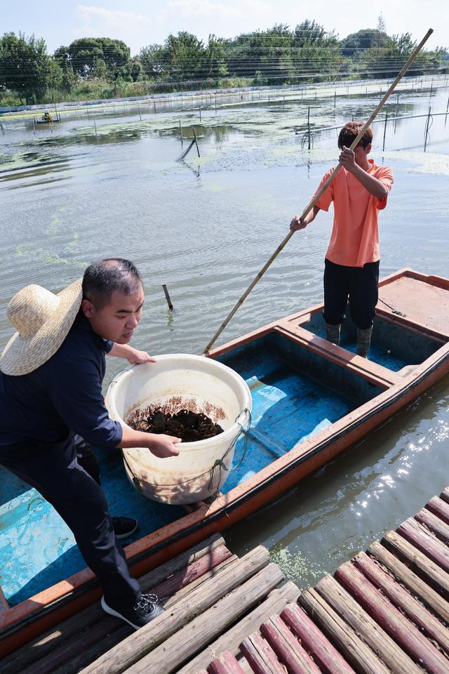 （经济）浙江湖州：特色太湖蟹养殖助力乡村共同富裕