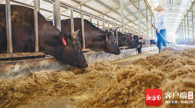 澄迈红光农场肉牛繁育示范基地：养牛过上牛日子