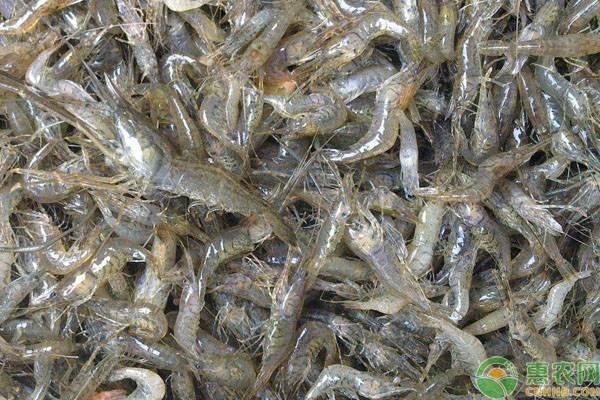虾蟹混养怎样提高青虾的养殖效益？（附措施要点）