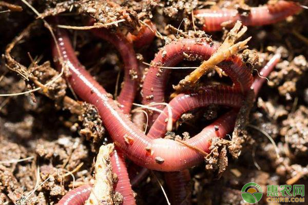 青蚯蚓和红蚯蚓养殖技术一样吗？蚯蚓怎么养？