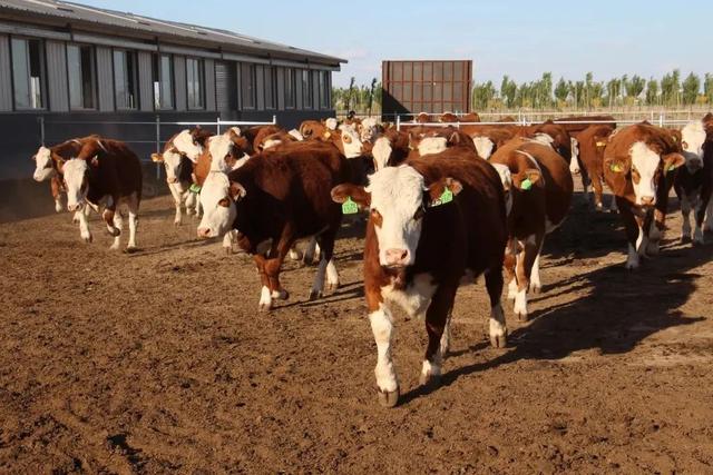 内蒙古自治区新增5家国家级畜禽核心育种场