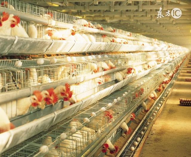 蛋鸡标准化鸡场建设，最全面的介绍