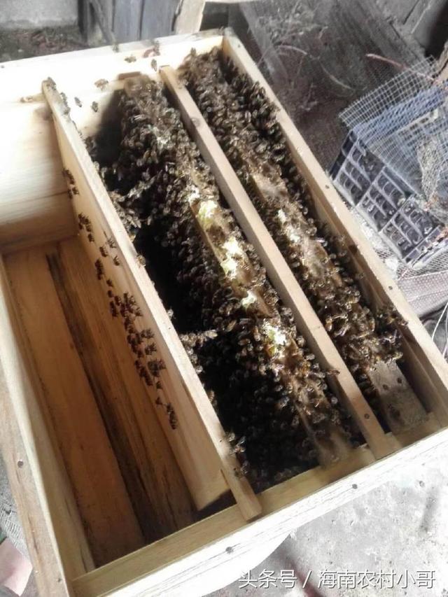 中华蜜蜂人工育蜂王的技术，详细教你如何育王