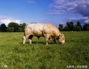 肉水牛养殖技术(如何提高牛的瘦肉率，养牛专家详细介绍)